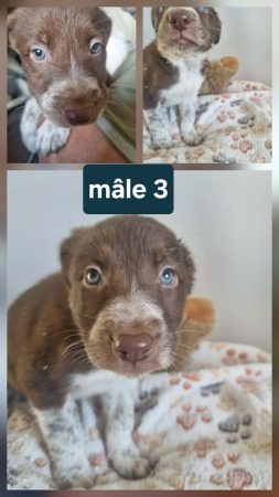 Image de la portée de chiot de l'élévage MORIN JEAN LUC