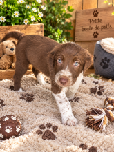 Chiots d'apparence Border collie à vendre chez l'éleveur MORIN JEAN LUC
