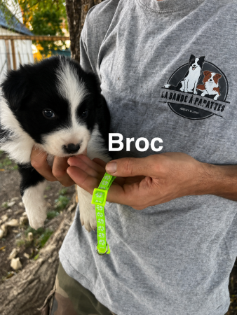 Image de la portée de chiot de l'élévage AMADEI JEREMY ANDRE