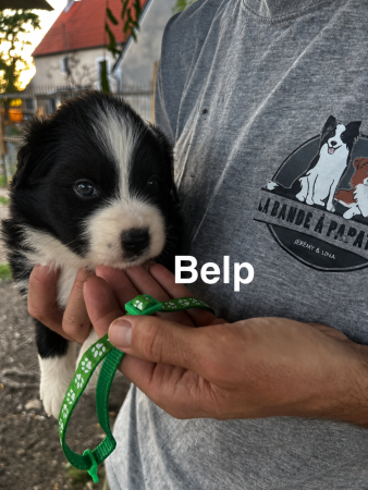Image de la portée de chiot de l'élévage AMADEI JEREMY ANDRE