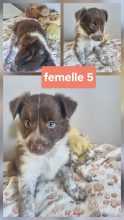 Chiots d'apparence Border collie à vendre chez l'éleveur MORIN JEAN LUC