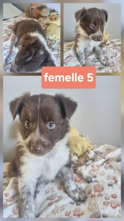 Image de la portée de chiot de l'élévage MORIN JEAN LUC