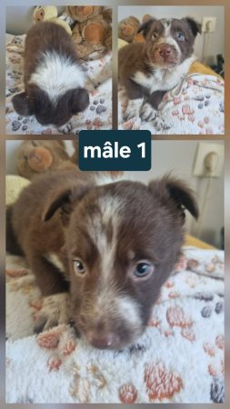 Image de la portée de chiot de l'élévage MORIN JEAN LUC