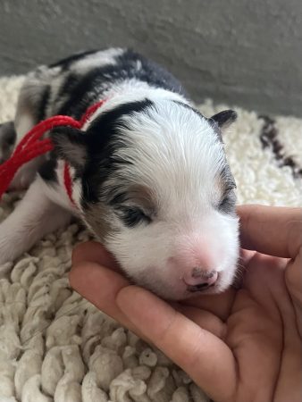 Image de la portée de chiot de l'élévage DES MIRAGES D&rsquo;AZUR