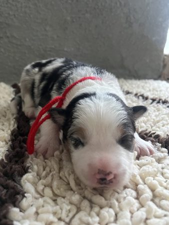 Image de la portée de chiot de l'élévage DES MIRAGES D&rsquo;AZUR