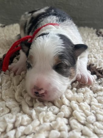 Image de la portée de chiot de l'élévage DES MIRAGES D&rsquo;AZUR