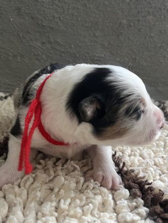 Image de la portée de chiot de l'élévage DES MIRAGES D&rsquo;AZUR