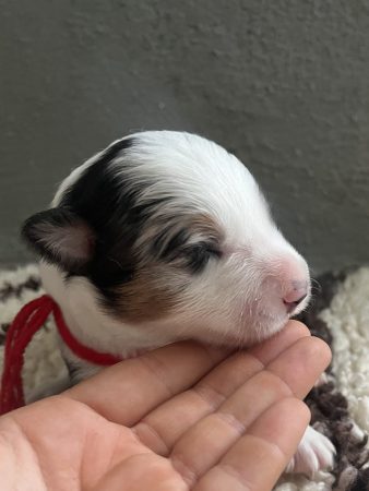 Image de la portée de chiot de l'élévage DES MIRAGES D&rsquo;AZUR