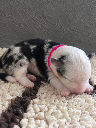 Image de la portée de chiot de l'élévage DES MIRAGES D&rsquo;AZUR