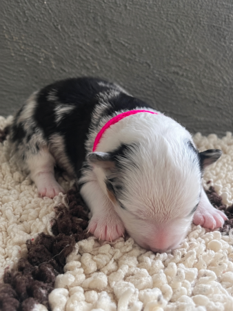Image de la portée de chiot de l'élévage DES MIRAGES D&rsquo;AZUR