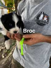 Chiots d'apparence Border collie à vendre chez l'éleveur AMADEI JEREMY ANDRE