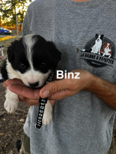Chiots d'apparence Border collie à vendre chez l'éleveur AMADEI JEREMY ANDRE