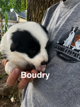 Chiots d'apparence Border collie à vendre chez l'éleveur AMADEI JEREMY ANDRE
