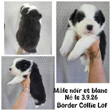 Chiots d'apparence Border collie à vendre chez l'éleveur WATERLOT CINDY
