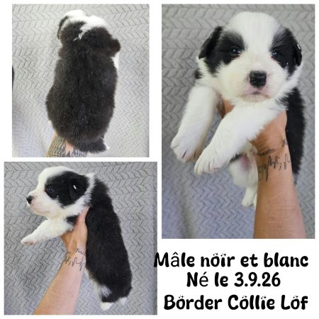 Image de la portée de chiot de l'élévage WATERLOT CINDY