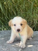 Chiots de race Border collie à vendre chez l'éleveur DES MIRAGES D&rsquo;AZUR
