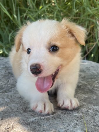 Image de la portée de chiot de l'élévage DES MIRAGES D&rsquo;AZUR