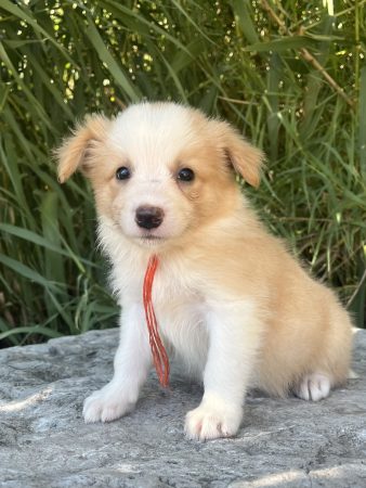 Image de la portée de chiot de l'élévage DES MIRAGES D&rsquo;AZUR