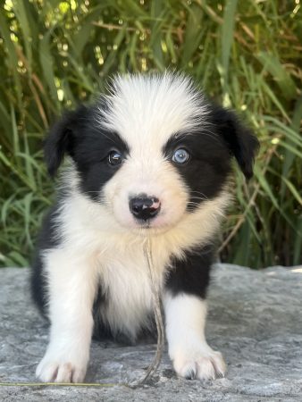 Image de la portée de chiot de l'élévage DES MIRAGES D&rsquo;AZUR