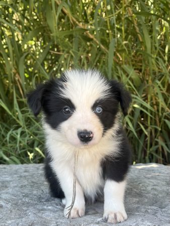 Image de la portée de chiot de l'élévage DES MIRAGES D&rsquo;AZUR