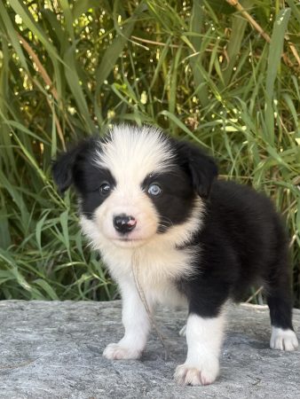 Image de la portée de chiot de l'élévage DES MIRAGES D&rsquo;AZUR