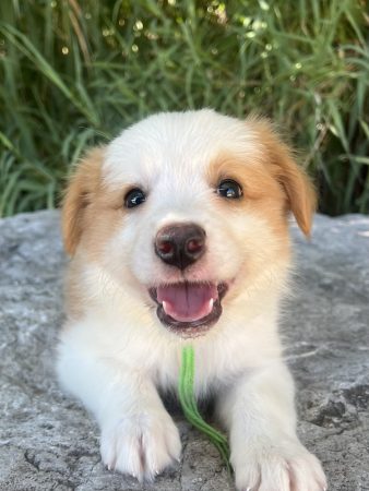 Image de la portée de chiot de l'élévage DES MIRAGES D&rsquo;AZUR
