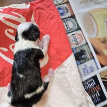Chiots d'apparence Bouledogue français à vendre chez l'éleveur Les Boubous d’Amour du Parcq GATEY