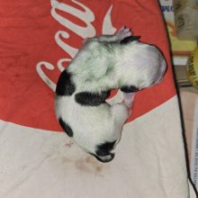 Chiots d'apparence Bouledogue français à vendre chez l'éleveur Les Boubous d’Amour du Parcq GATEY
