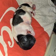 Chiots d'apparence Bouledogue français à vendre chez l'éleveur Les Boubous d’Amour du Parcq GATEY