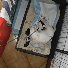 Chiots d'apparence Bouledogue français à vendre chez l'éleveur Les Boubous d&rsquo;Amour du Parcq GATEY