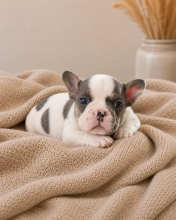 Chiots d'apparence Bouledogue français à vendre chez l'éleveur LKM KENNEL
