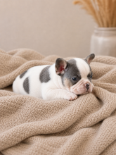 Chiots d'apparence Bouledogue français à vendre chez l'éleveur LKM KENNEL