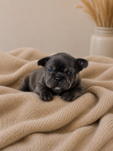 Chiots d'apparence Bouledogue français à vendre chez l'éleveur LKM KENNEL