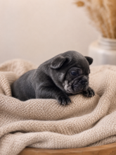Chiots d'apparence Bouledogue français à vendre chez l'éleveur LKM KENNEL