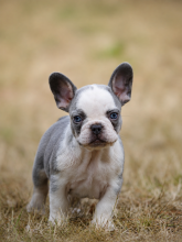 Chiots d'apparence Bouledogue français à vendre chez l'éleveur LES CROC D’OR