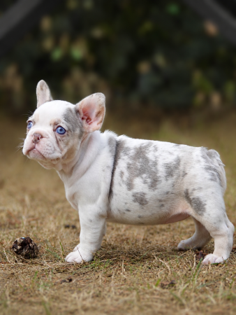 Image de la portée de chiot de l'élévage LES CROC D’OR
