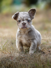 Chiots d'apparence Bouledogue français à vendre chez l'éleveur LES CROC D’OR