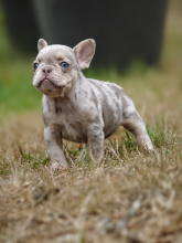 Chiots d'apparence Bouledogue français à vendre chez l'éleveur LES CROC D’OR
