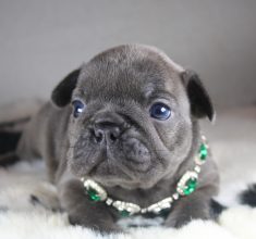 Chiots d'apparence Bouledogue français à vendre chez l'éleveur ELITE CANIN