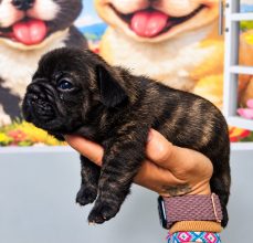 Chiots de race Bouledogue français à vendre chez l'éleveur RICHARD ANGELIQUE