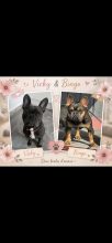 Chiots d'apparence Bouledogue français à vendre chez l'éleveur LES GARDIENS DES SELVES