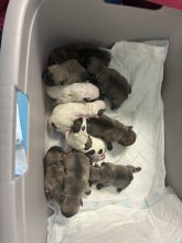 Chiots d'apparence Bouledogue français à vendre chez l'éleveur ENTREPRISE MAHAUT COUVERTURE