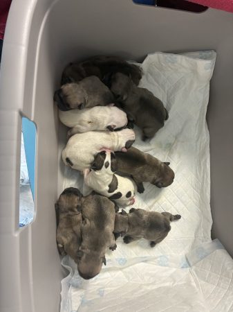Image de la portée de chiot de l'élévage ENTREPRISE MAHAUT COUVERTURE