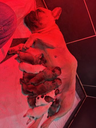 Image de la portée de chiot de l'élévage ENTREPRISE MAHAUT COUVERTURE