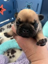 Chiots d'apparence Bouledogue français à vendre chez l'éleveur DEMARET LUDWIG LAETITIA