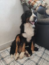 Chiots d'apparence Bouvier bernois à vendre chez l'éleveur ELEVAGE DE LA DEESSE SELENEE