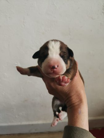 Image de la portée de chiot de l'élévage ELEVAGE DE LA DEESSE SELENEE
