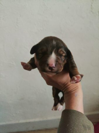 Image de la portée de chiot de l'élévage ELEVAGE DE LA DEESSE SELENEE