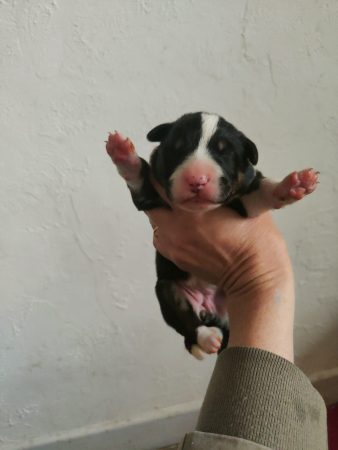 Image de la portée de chiot de l'élévage ELEVAGE DE LA DEESSE SELENEE