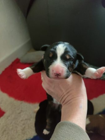 Image de la portée de chiot de l'élévage ELEVAGE DE LA DEESSE SELENEE